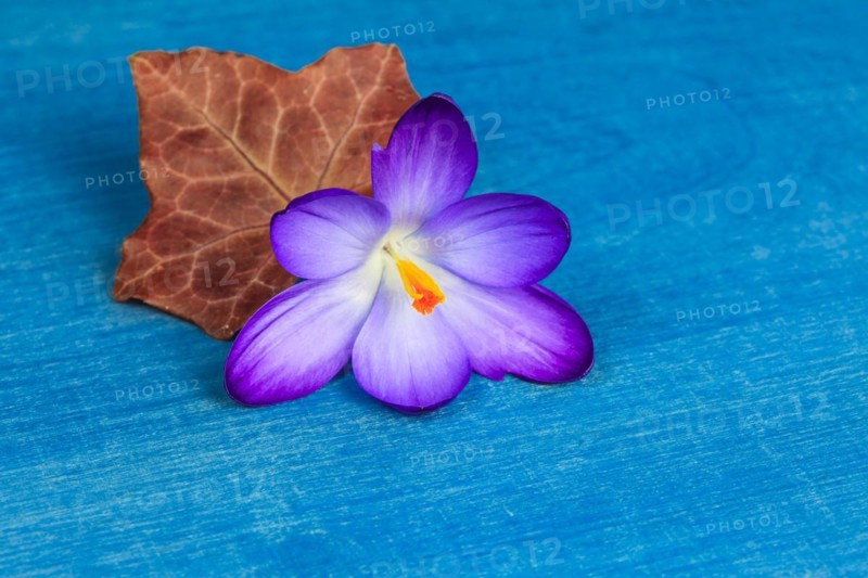 Crocus flower with ivy leaf