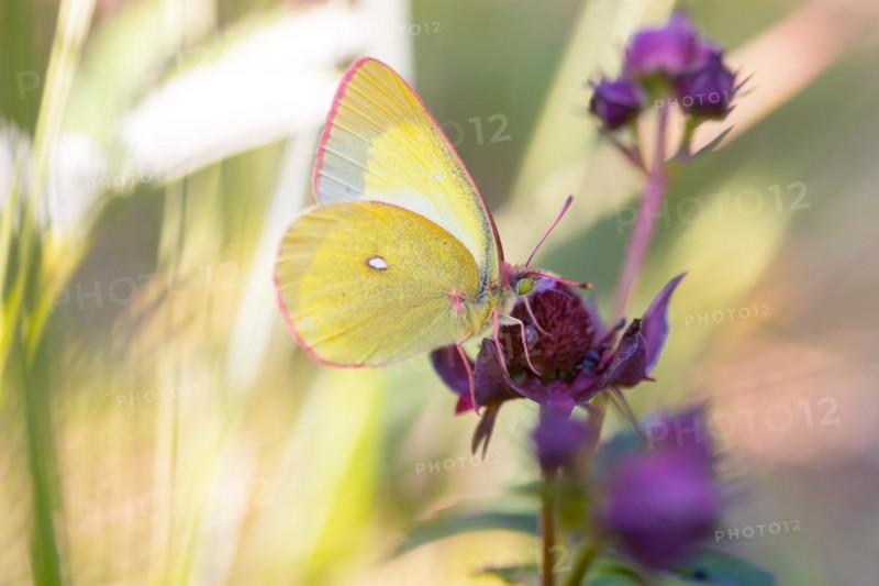 Palaeno sulphur