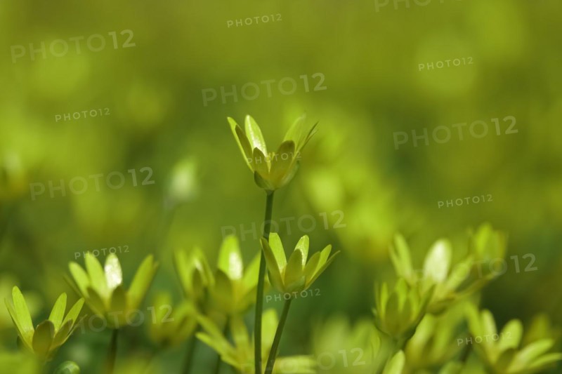 Lesser Celandine