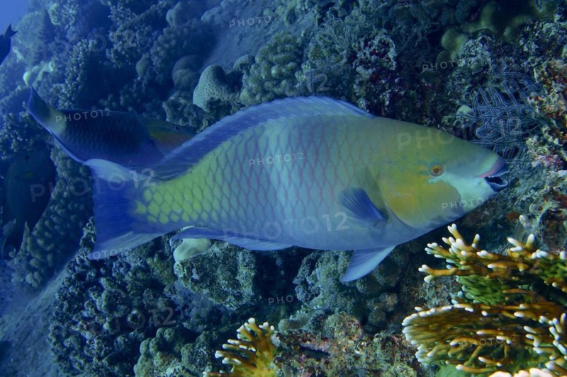 Rusty-naped parrotfish