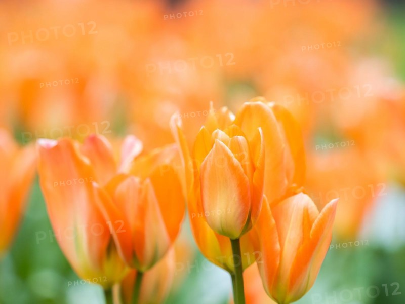 Tulip