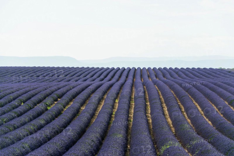 Flowering lavender