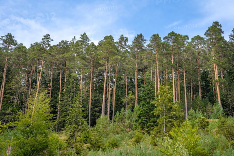 Enztalkiefer in the forest
