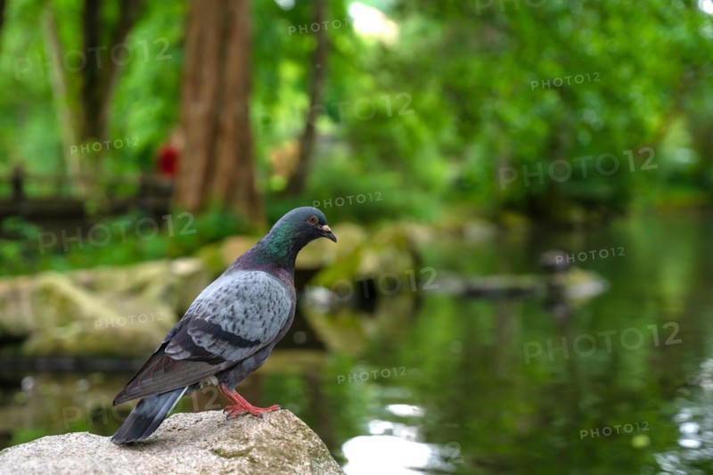 Pigeon sitting by the lake in the spa gardens