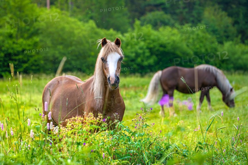Horses on green pasture