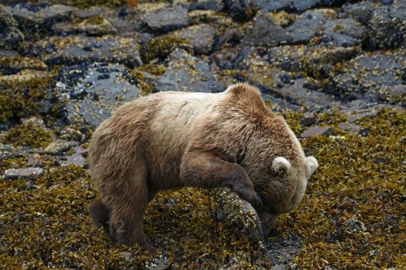 Coastal brown bear