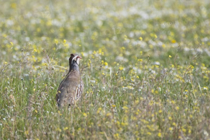 Red-legged partridge
