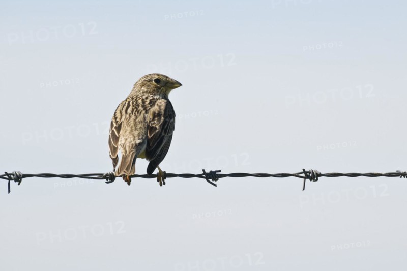 Corn Bunting