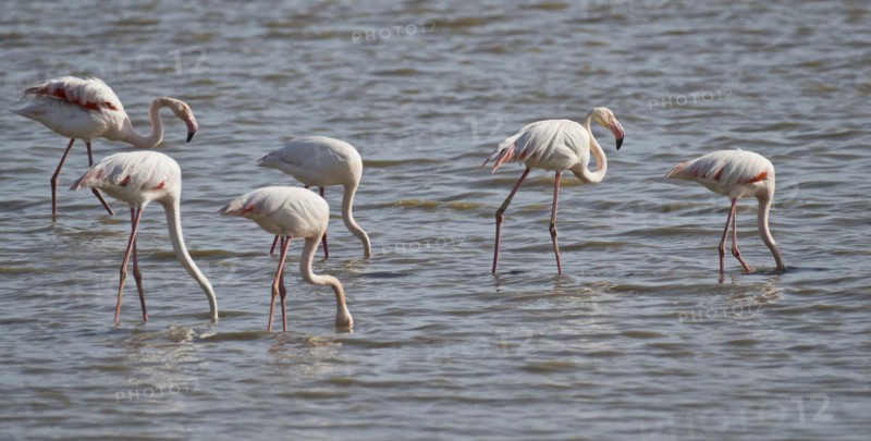 Greater flamingos