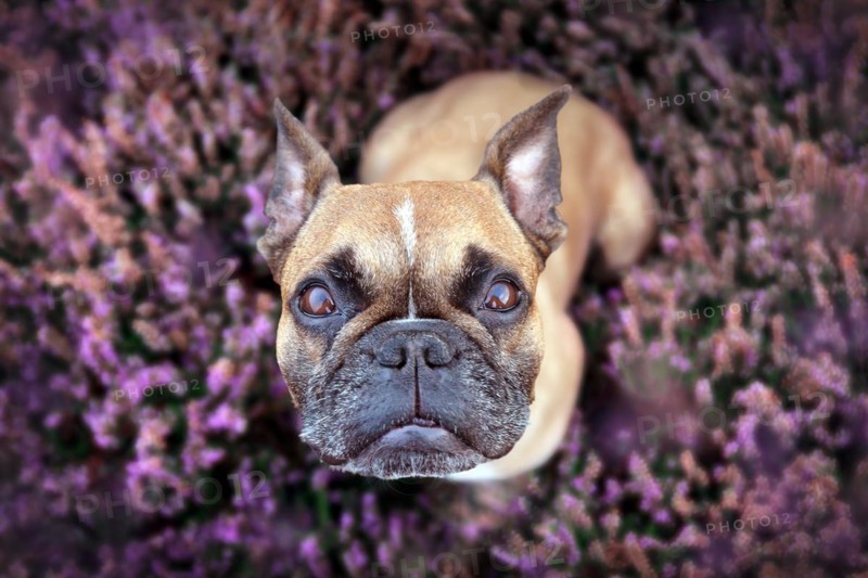 Top view of beautiful small brown French Bulldog dog sitting in a field of purple blooming heather 'Calluna vulgaris' plants