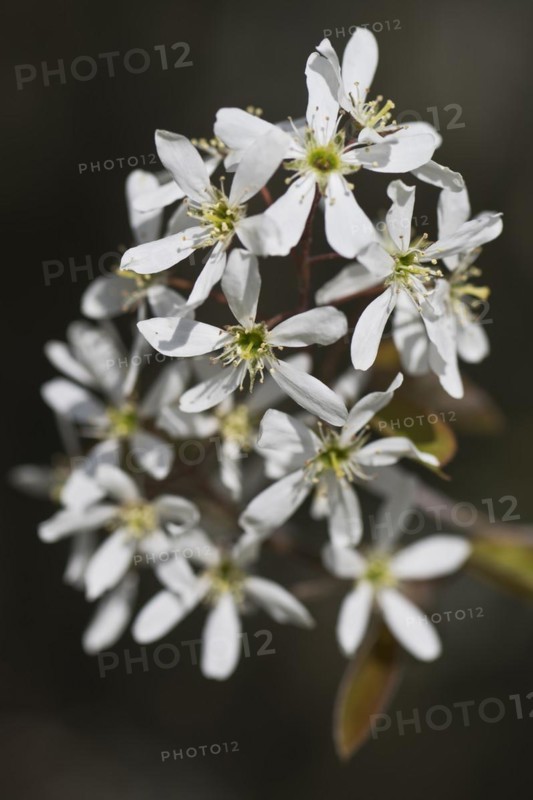 Rocky pear