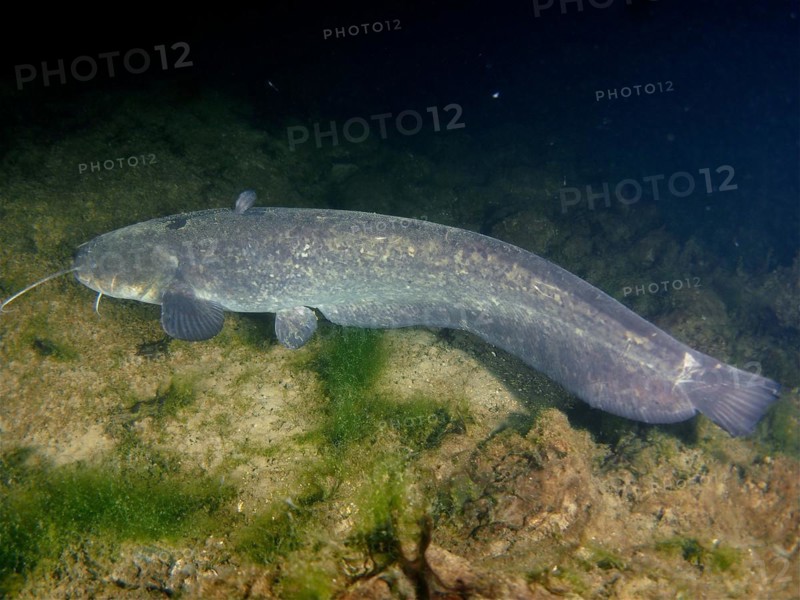 Catfish