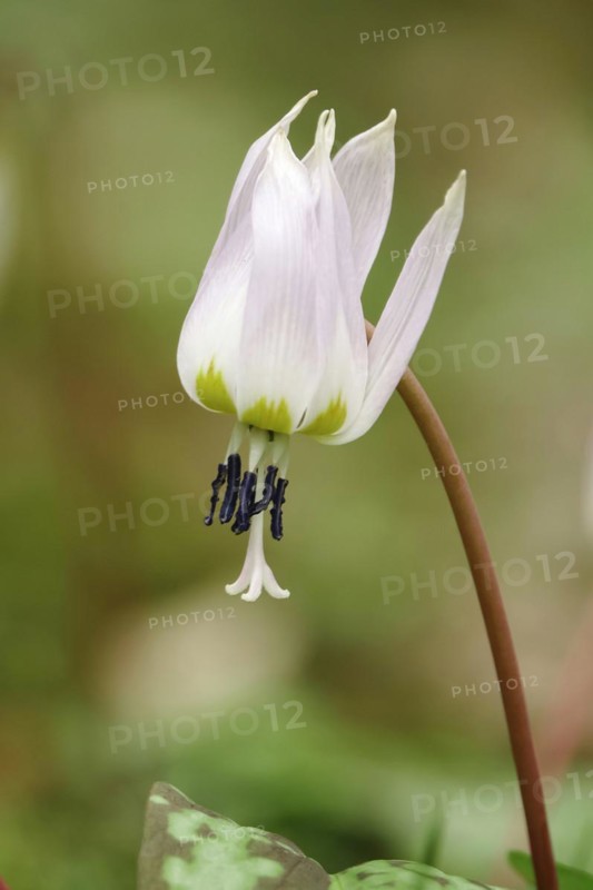 Dog's tooth violet