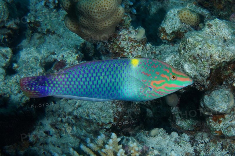 Checkerboard wrasse