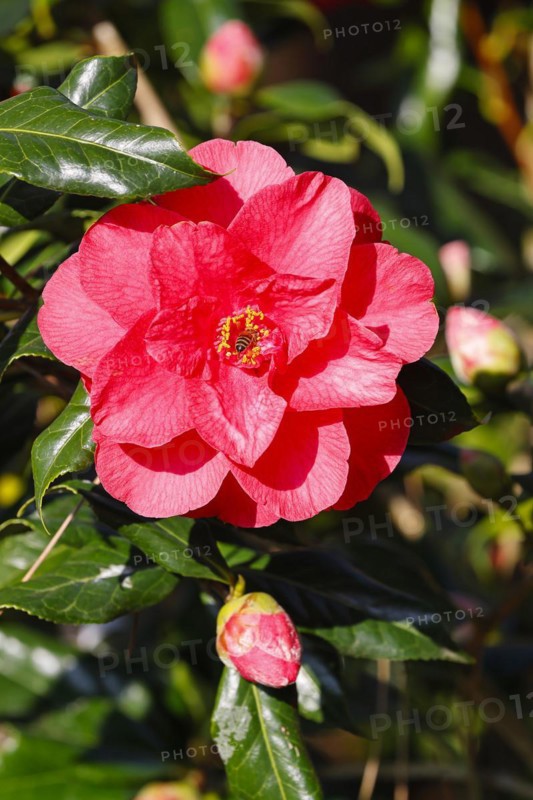 Ornamental camellia