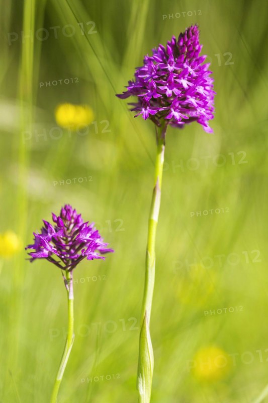 Pyramidal orchid
