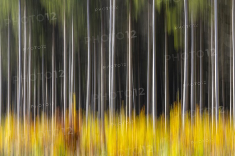 Spruce forest in the Swabian Alb in autumn