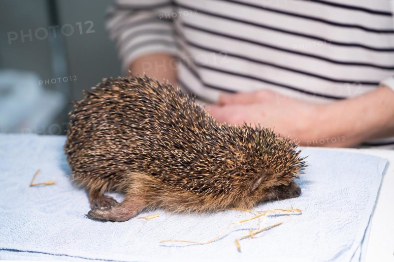 European hedgehog