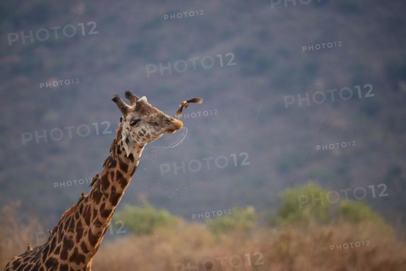 Single giraffe
