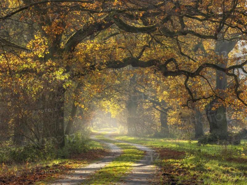 Oak avenue in autumn