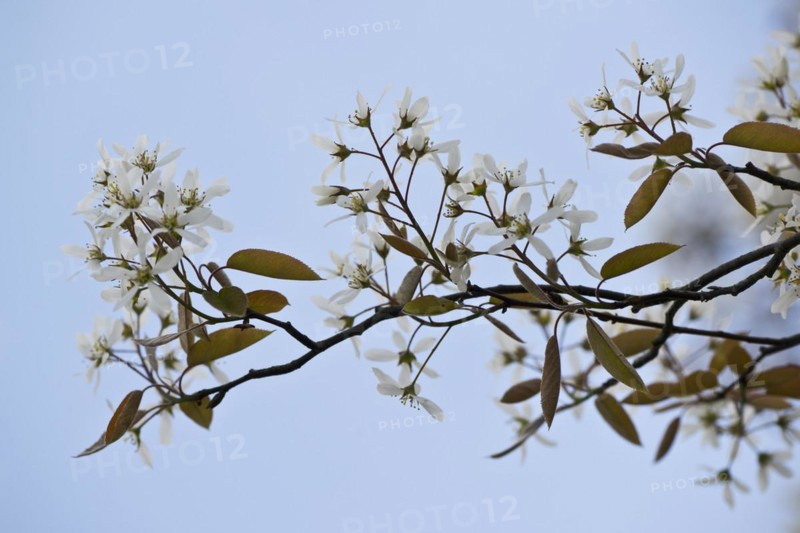 Rocky pear