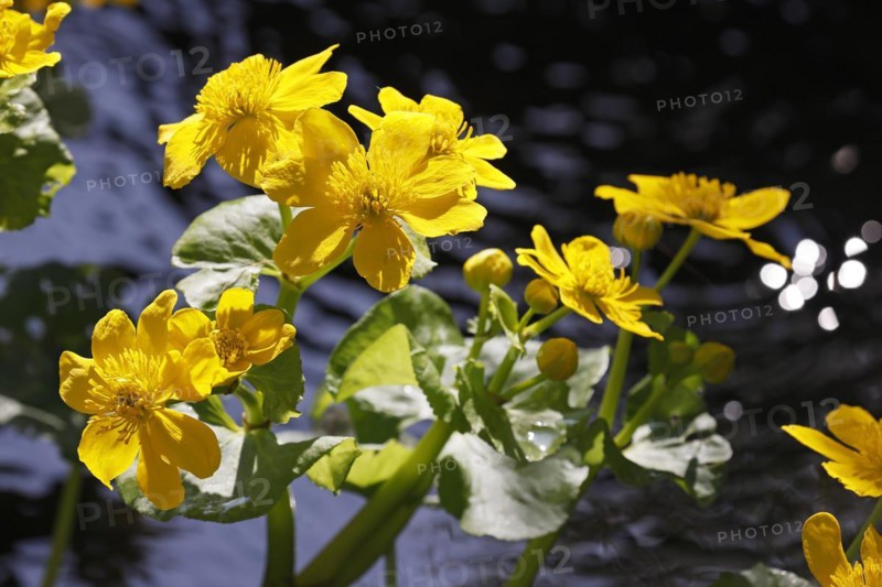 Flowering marsh marigold