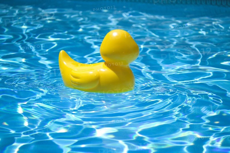 Yellow rubber duck in pool