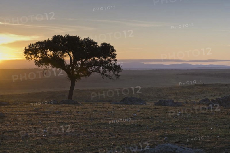 Holm oak
