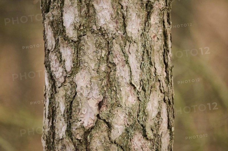Scots pine