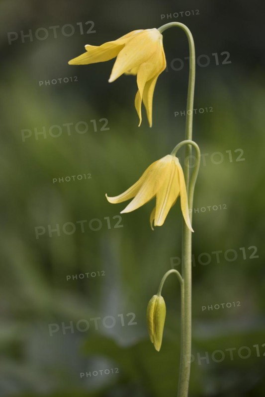 Tuolumne fawn lily