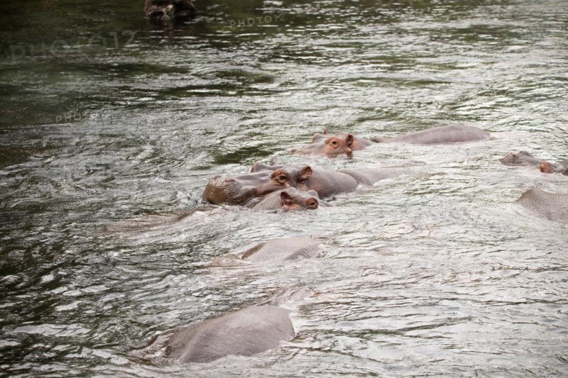 Niel horses chilling in the sunshine in a river in Tsavo East National Park in Kenya Africa