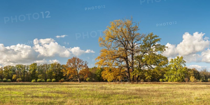 Solitary oaks in the Elbe meadows in autumn