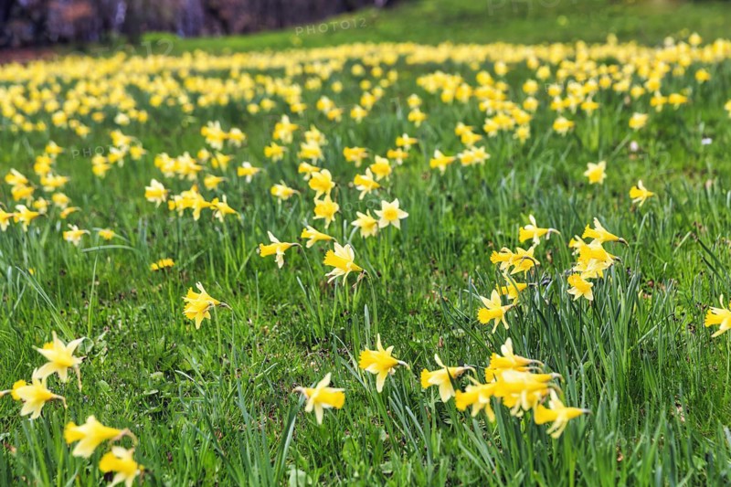 Daffodil meadow