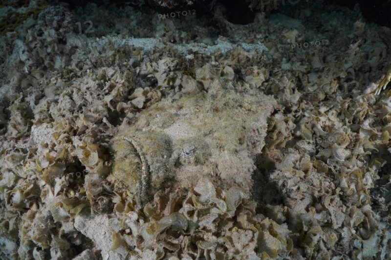 A well-camouflaged