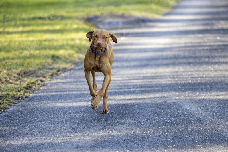 Roevidszoru Magyar Vizsla