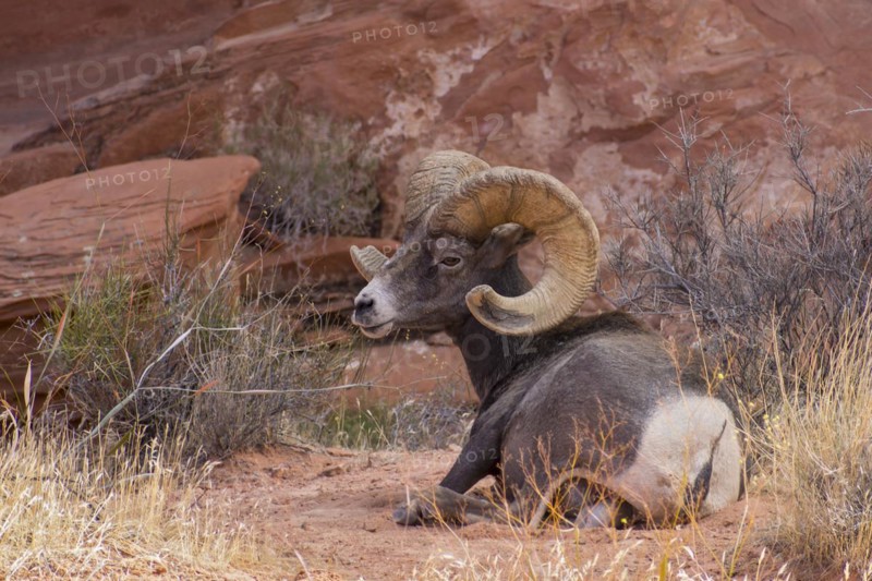 Desert bighorn sheep