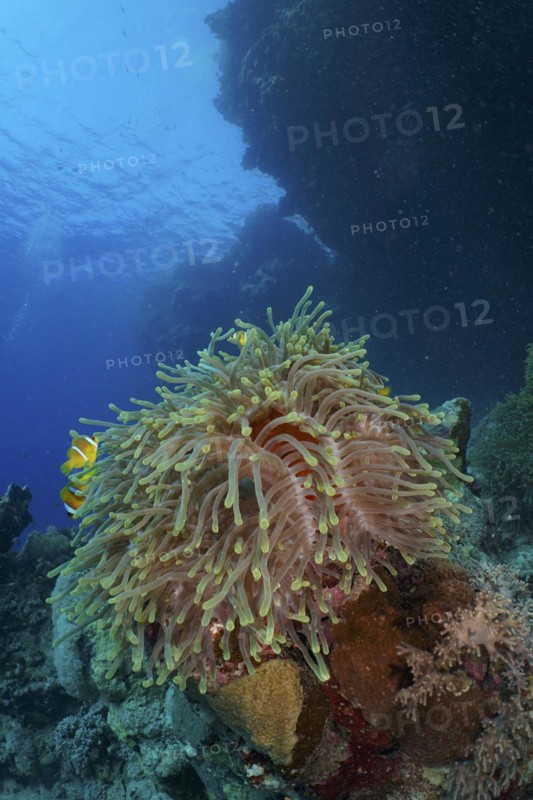 Magnificent sea anemone