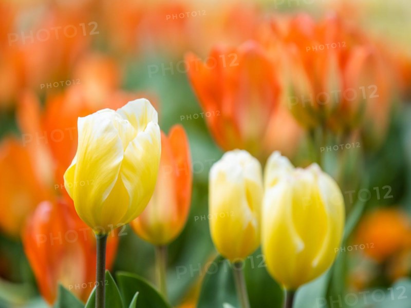 Tulip