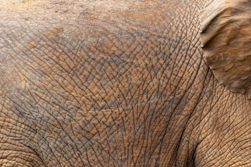 African elephant