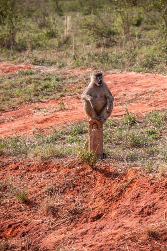 Monkeys on safari. Guenons in Tsavo National Park