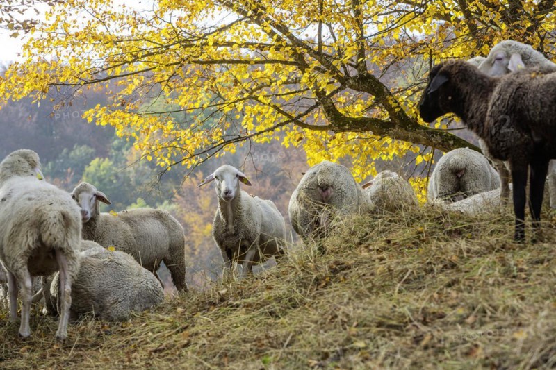 Sheep grazing on rough grassland