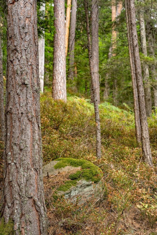 Enztalkiefer in the forest