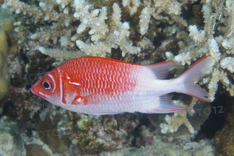 Silverspot squirrelfish
