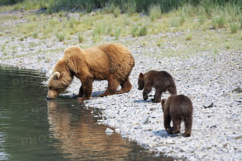 Mother bear with two cubs drinking salt water
