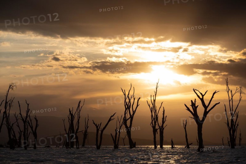 Dead trees in a lake