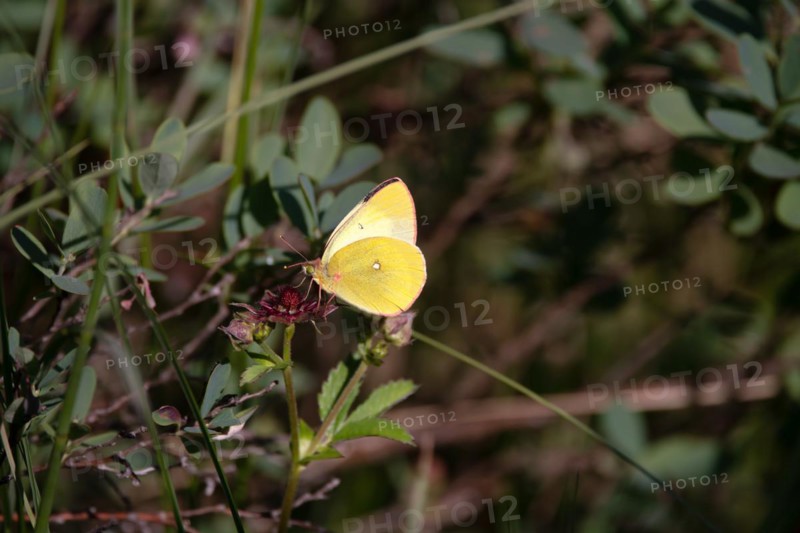 Palaeno sulphur