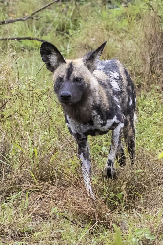 African wild dog