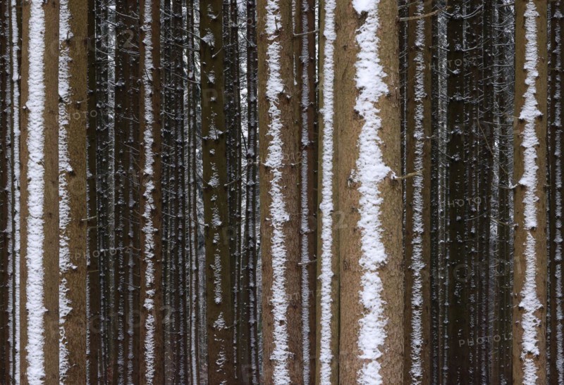 Trunks of a spruce monoculture in winter form a graphic pattern