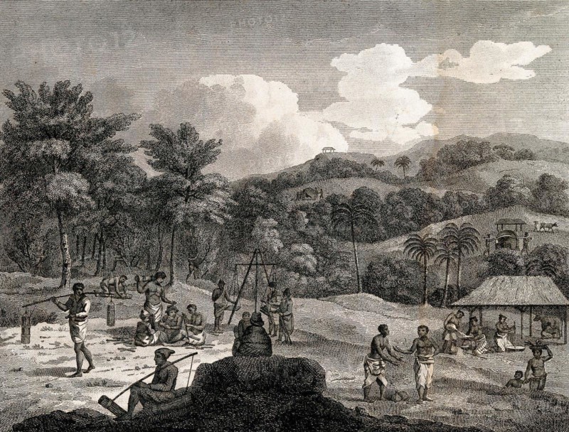 Slaves harvesting cinnamon near Colombo