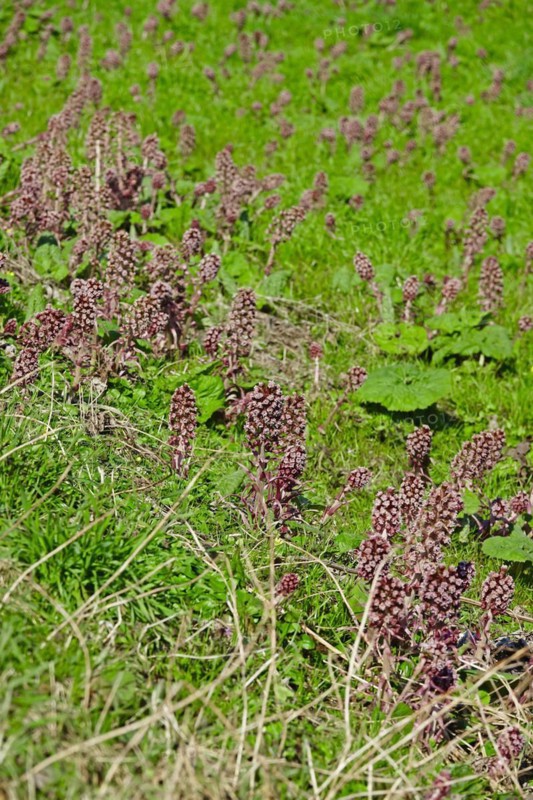 Butterbur